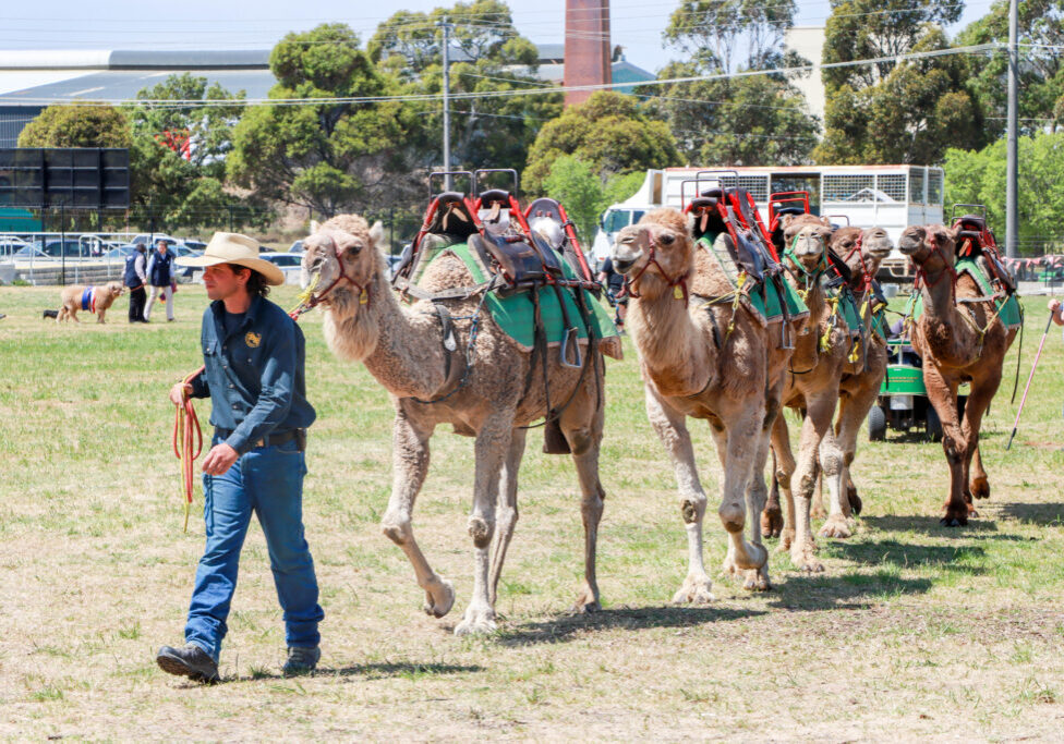 Man leading camels in Australian field event.