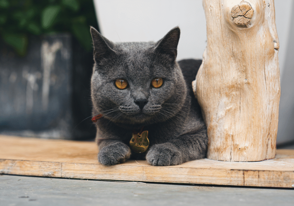 Grey cat resting by wooden post