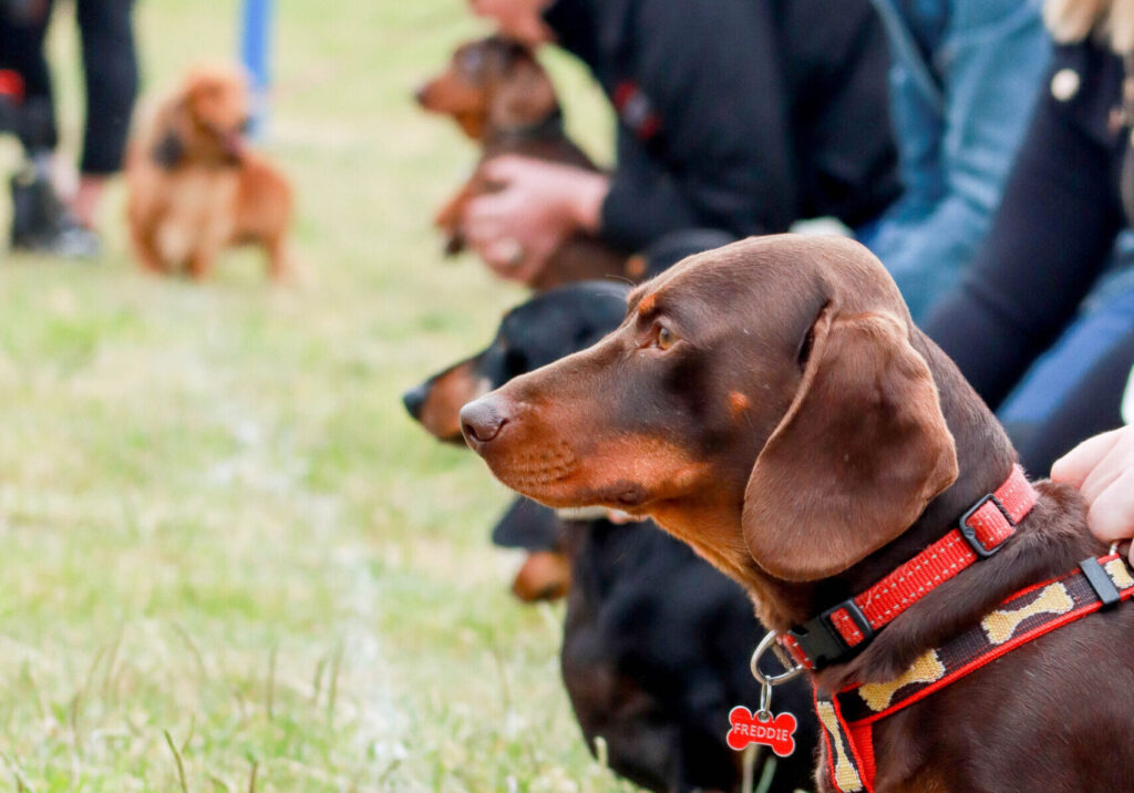 Dachshunds at a dog race starting line.