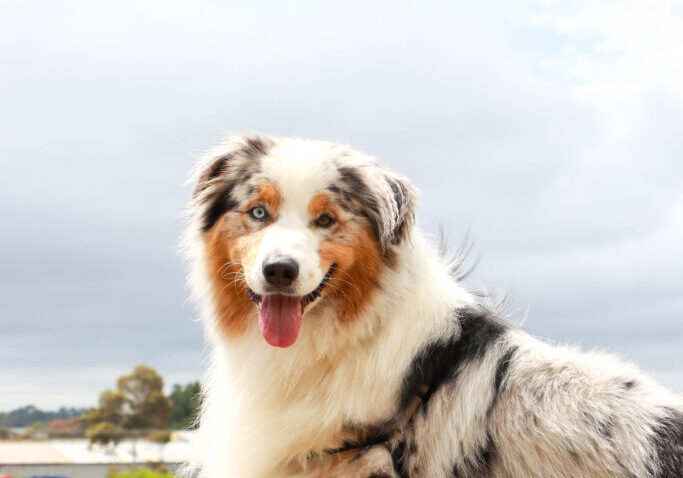 Australian Shepherd dog outdoors with cloudy sky.