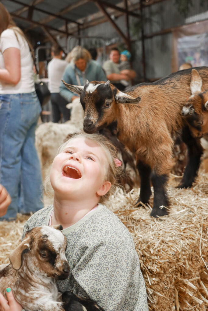 Child laughing with baby goats in petting zoo.