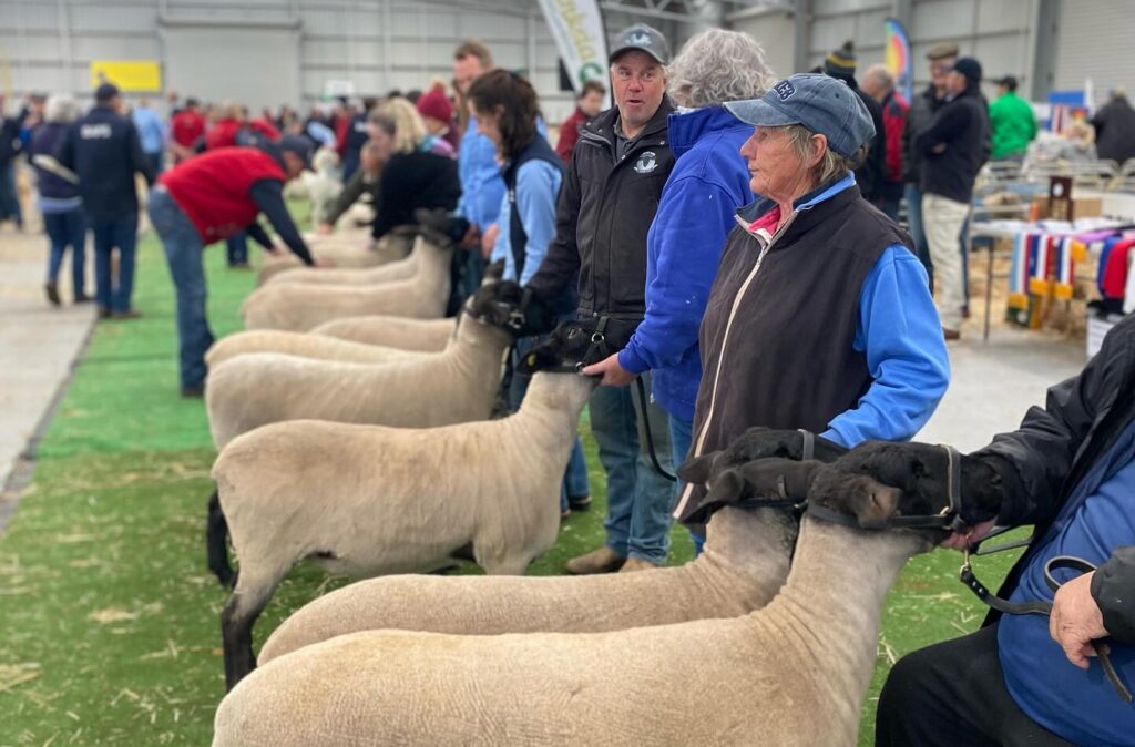 Sheep show competition, exhibitors with sheep in line.