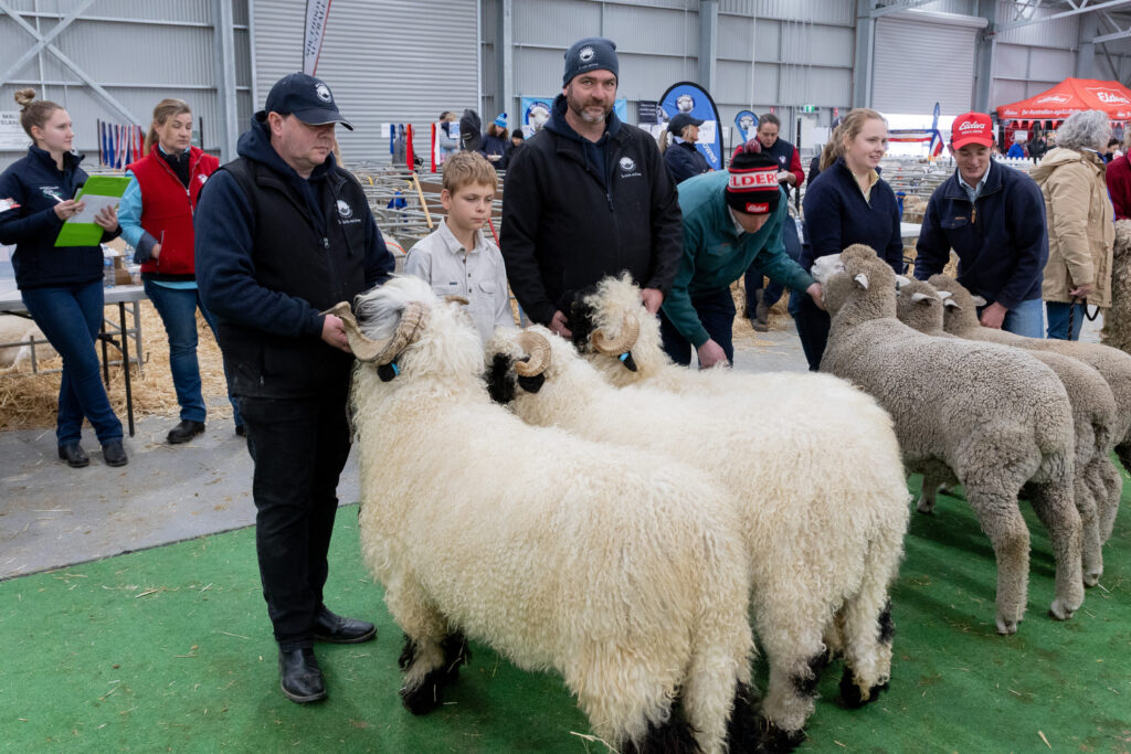Judging sheep at agricultural show event, Australia.