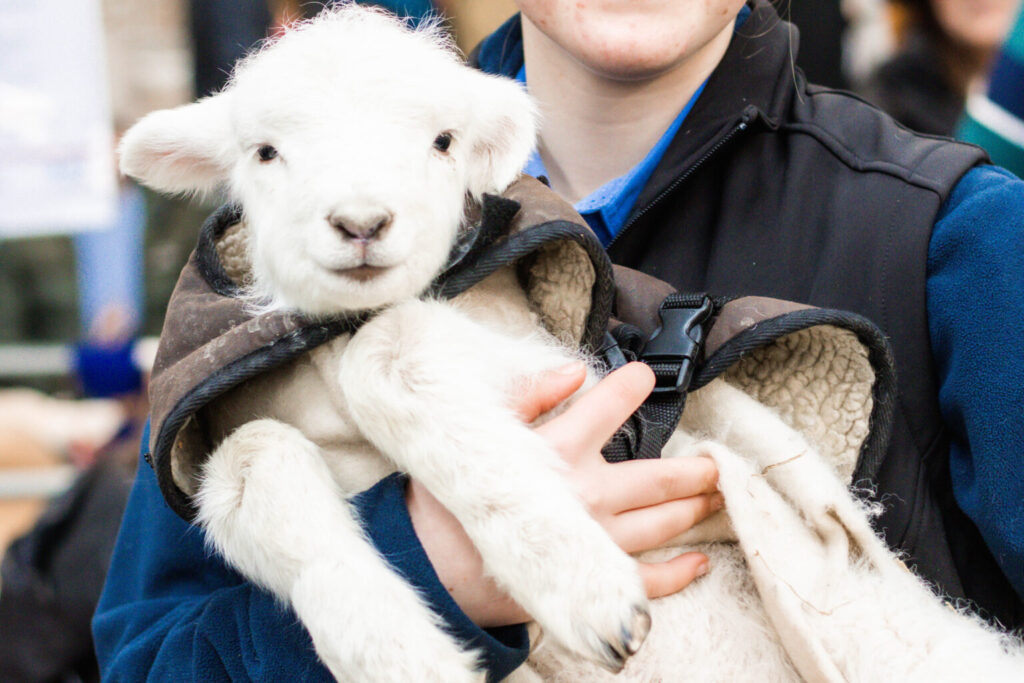 Person holding a cute, fluffy lamb in jacket.